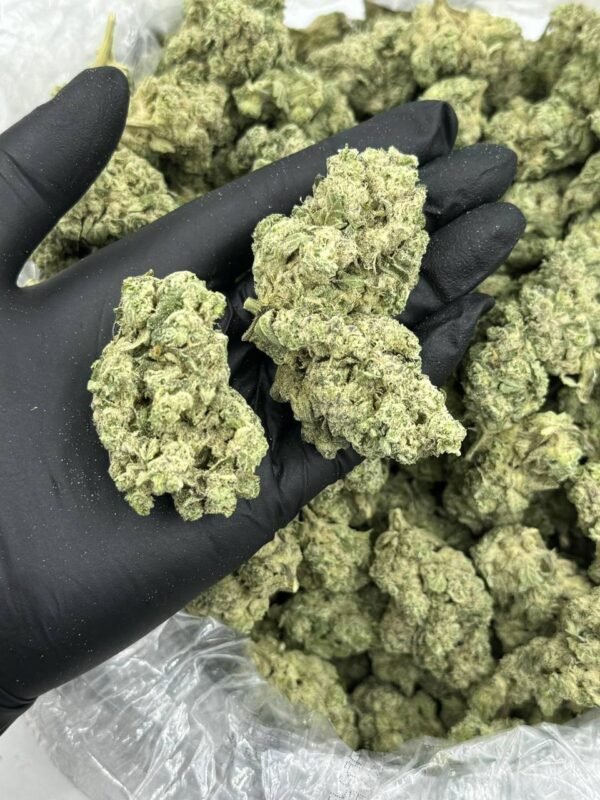 Grape Gas THCa Flower showcasing rich purple buds and potent aroma.