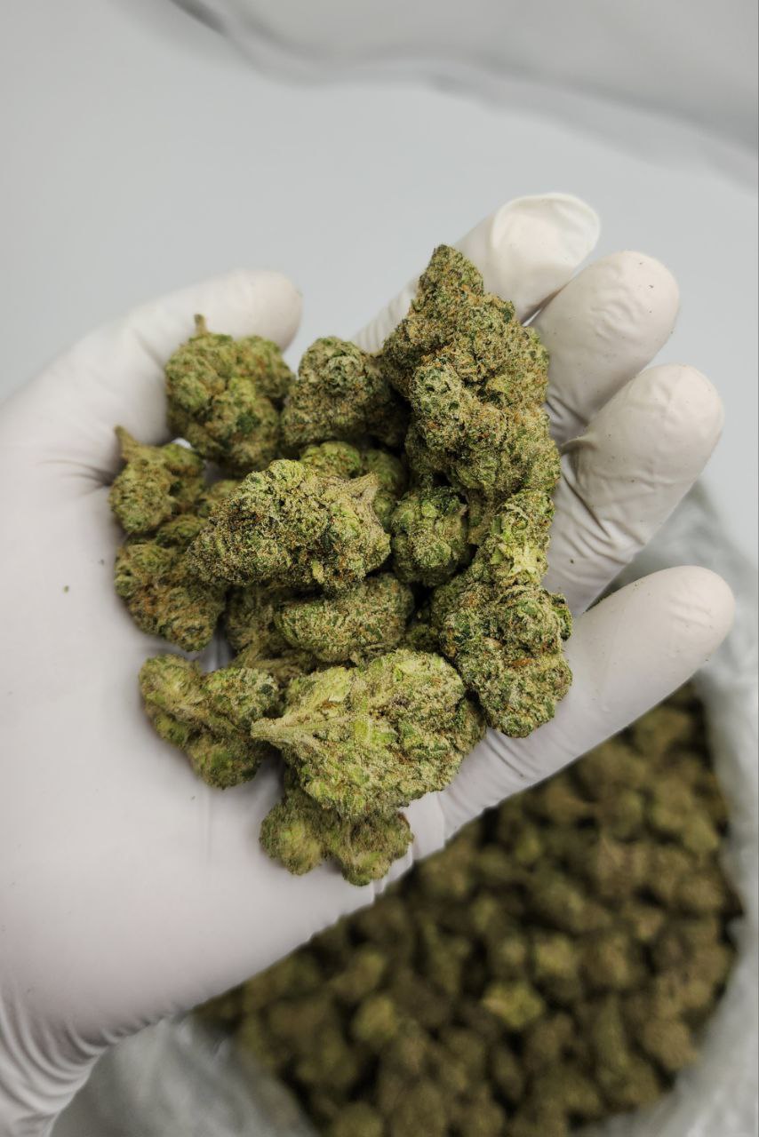 Popeye Runtz THCA Flower 1 Popeye Runtz THCA Flower – premium bulk flower for wholesale