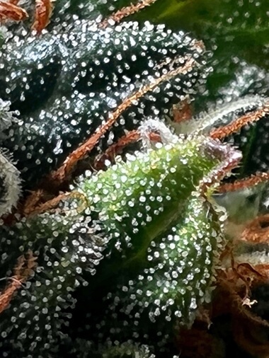 Bulk THCA flower close-up with dense trichomes